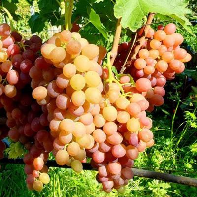 Сладкий в Гомеле