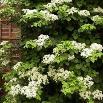 Черешковая в Гомеле