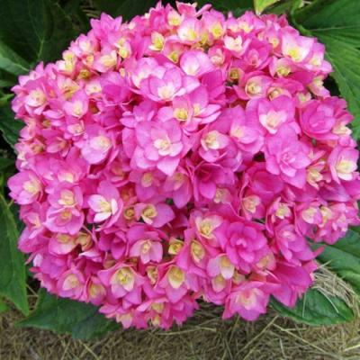 Ремонтантная в Гомеле