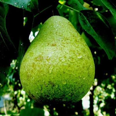 Зеленая в Гомеле