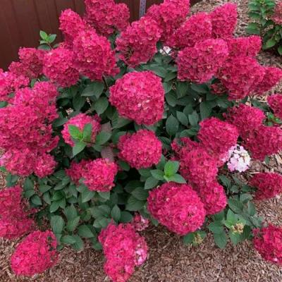 Красная в Гомеле