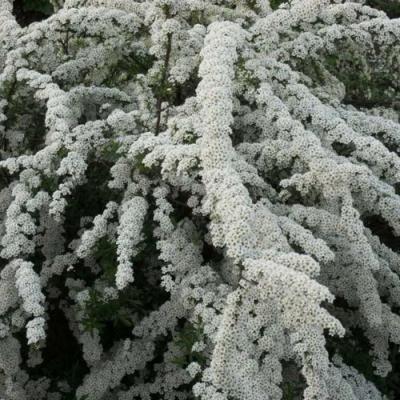 Серая в Гомеле