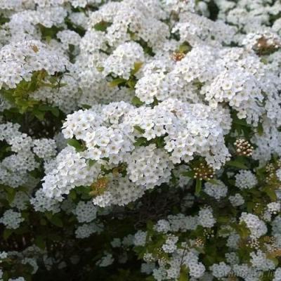 Белая в Гомеле