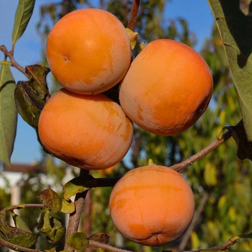 Хурма РОССИЯНКА в Гомеле