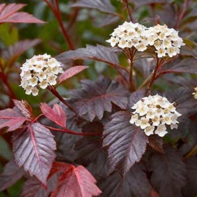 Бордовый в Гомеле