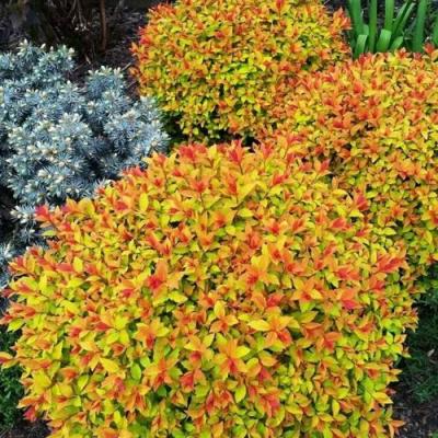 Низкорослая в Гомеле