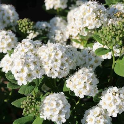 Березолистная в Гомеле