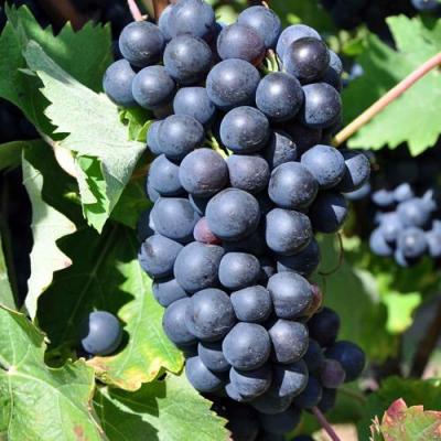 Круглый в Гомеле