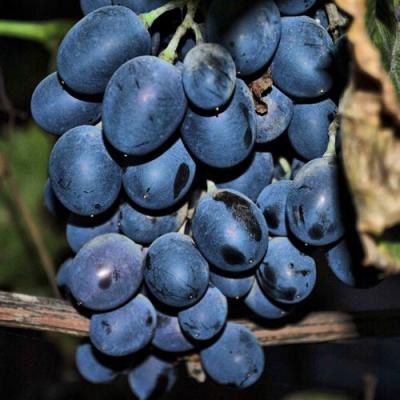 Синий в Гомеле