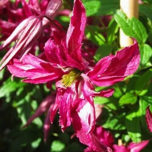 Клематис РОЗАЛИН в Гомеле