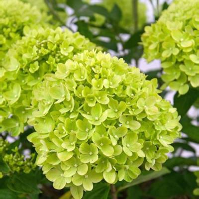 Зеленая в Гомеле