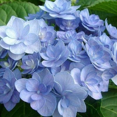 Голубая в Гомеле