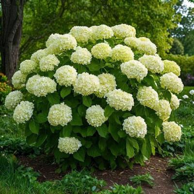 Большие (высокие) в Гомеле