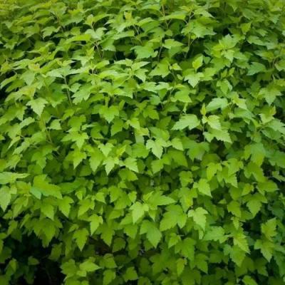 Зеленый в Гомеле