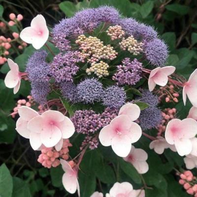 Шершавая в Гомеле