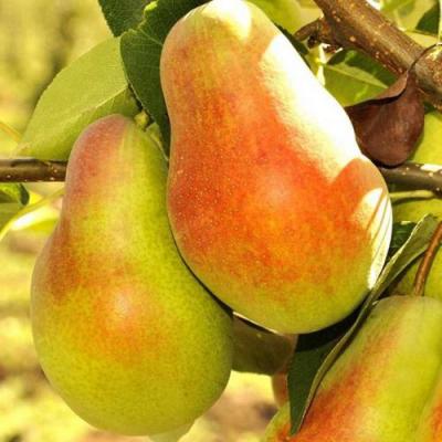 Красавица в Гомеле