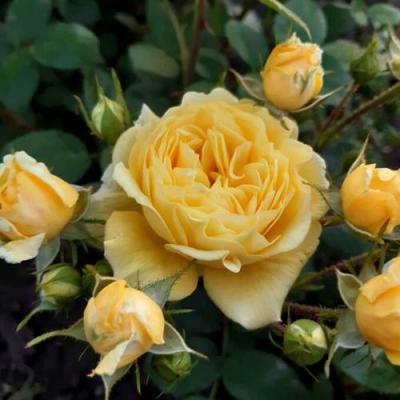 Роза флорибунда в Гомеле