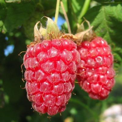 Крупная в Гомеле