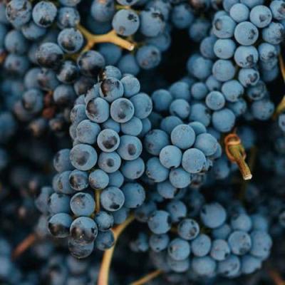 Технический в Гомеле