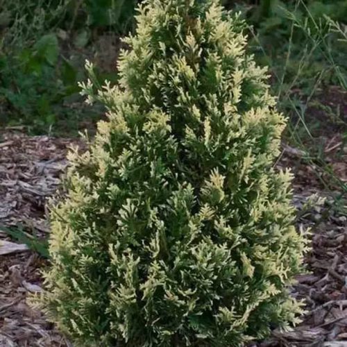 Туя БРАБАНТ ВАРИЕГАТТА западная в Гомеле