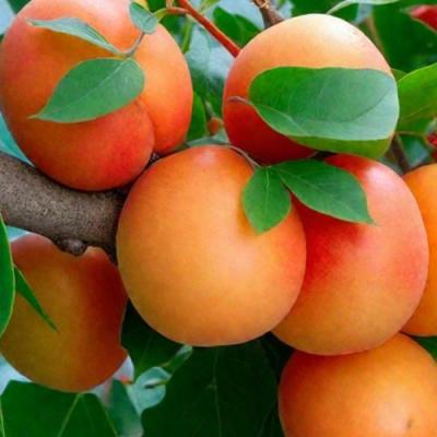 Абрикос Абрикос в Гомеле