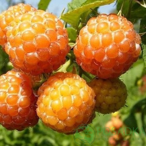 Малина КУМБЕРЛЕНД желтая в Гомеле