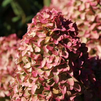 Мэджикал в Гомеле