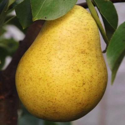 Крупная в Гомеле