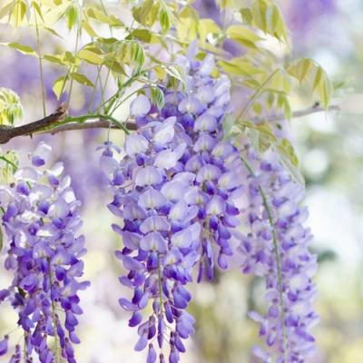 Глициния в Гомеле