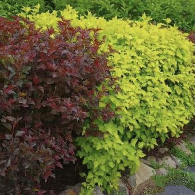 Калинолистный в Гомеле