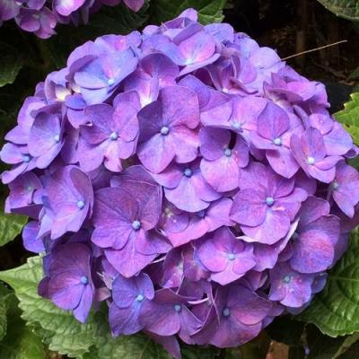 Фиолетовая в Гомеле