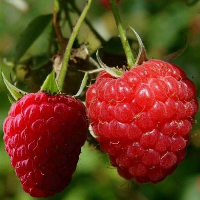 Кустовая в Гомеле