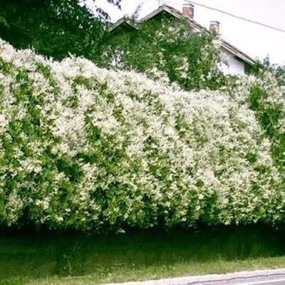 Фаллопия в Гомеле