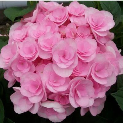 Махровая в Гомеле