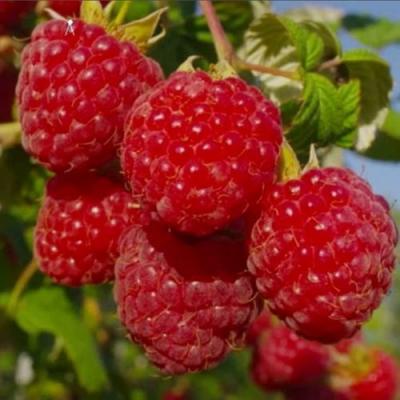 Ранняя в Гомеле