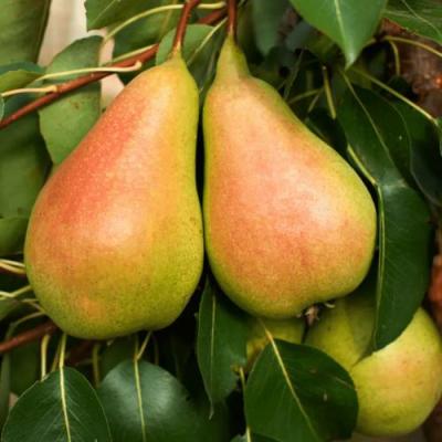 Сладкая в Гомеле