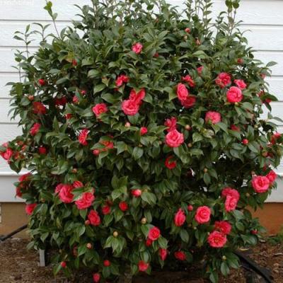 Камелия в Гомеле