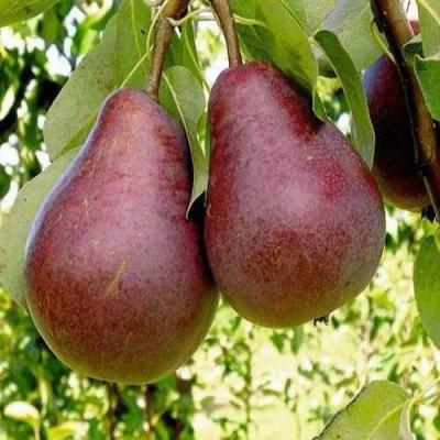 Красная в Гомеле