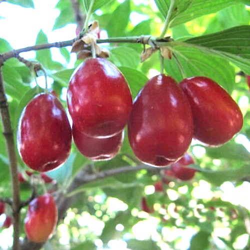 Кизил ЛУКЬЯНОВСКИЙ в Гомеле