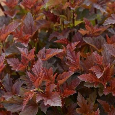 Красный в Гомеле