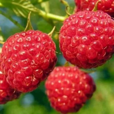 Поздняя в Гомеле