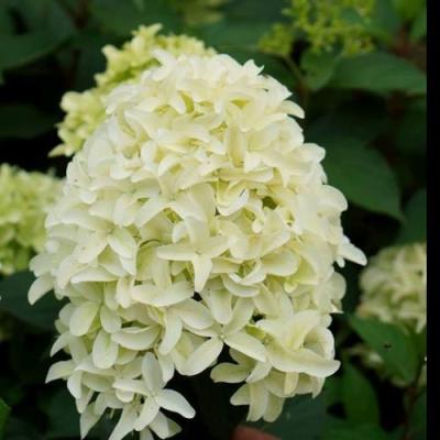 Средние в Гомеле