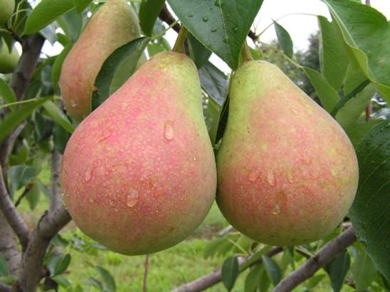 осенняя груша.jpg