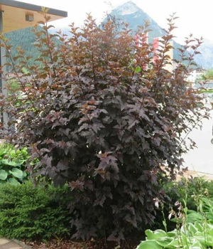 Пузыреплодник ДИАБЛО куст.jpg