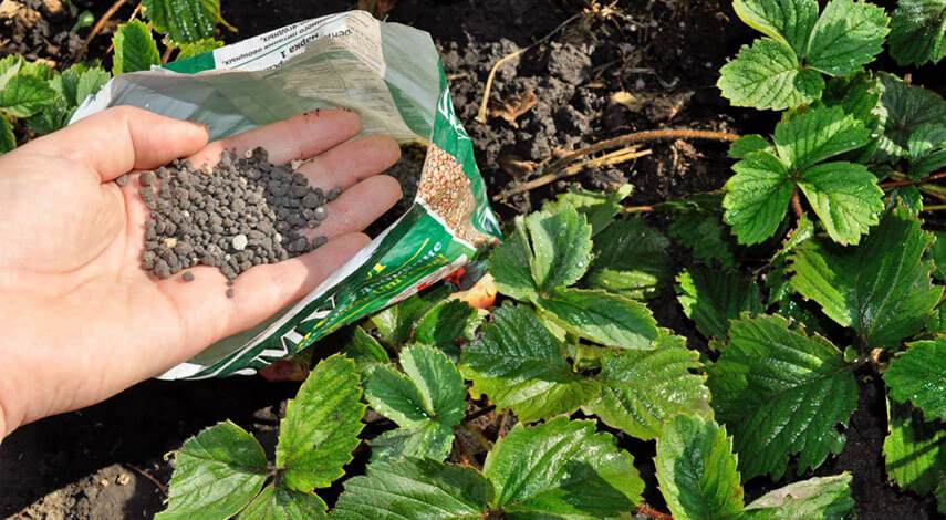 Подкормка клубники осенью.jpg