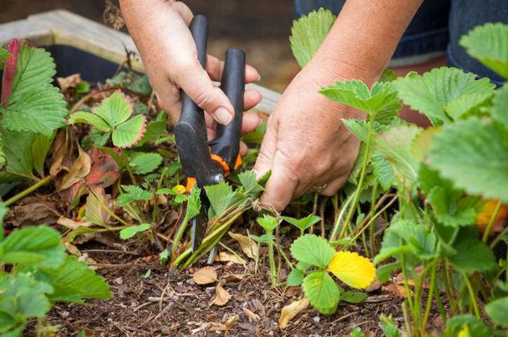 правильный уход за клубникой.jpeg