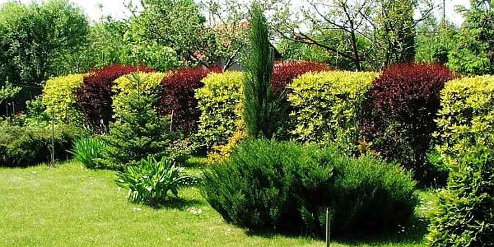 пузыреплодники в ландшафтном дизайне.jpg