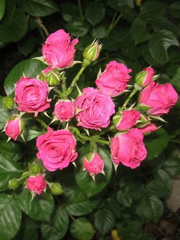 лавли лидия спрей.jpg