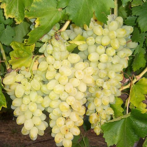 виноград Долгожданный.jpg