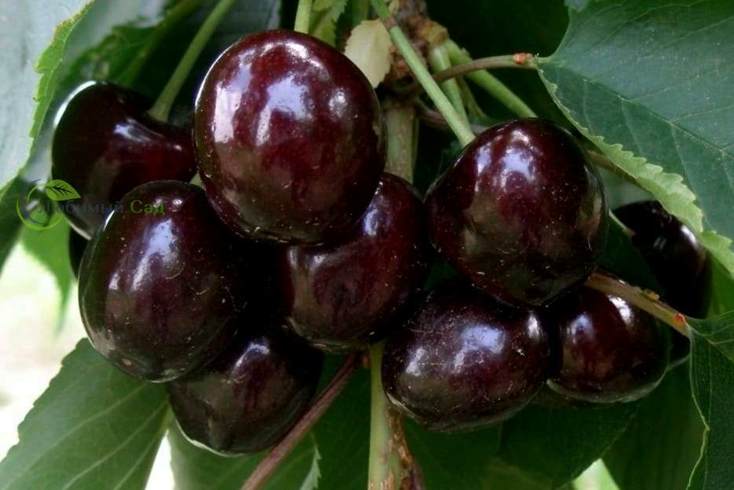 Черешня черная.jpg
